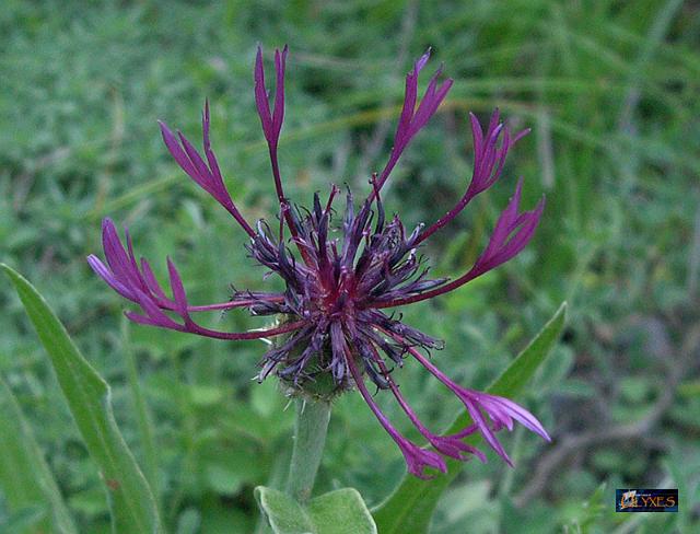 centaurea.JPG