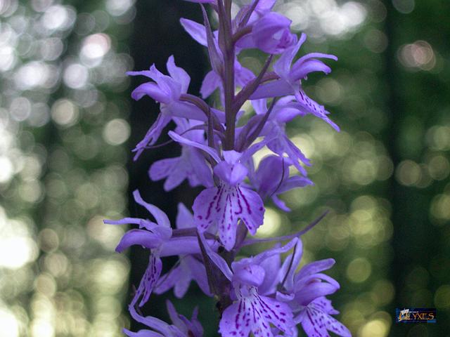 dactylorhiza.JPG