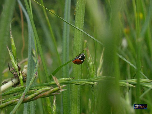 coccinella.JPG