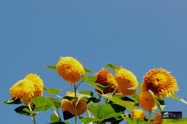 girasoli.JPG