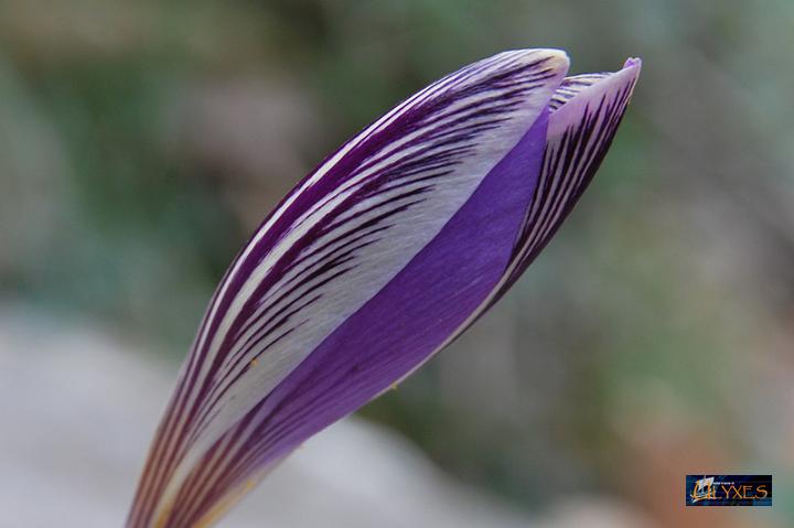 crocus.JPG