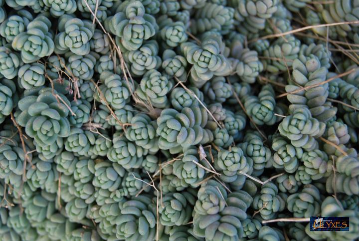 sedum.JPG