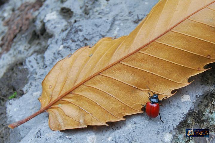 coccinella.JPG