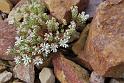 saxifraga