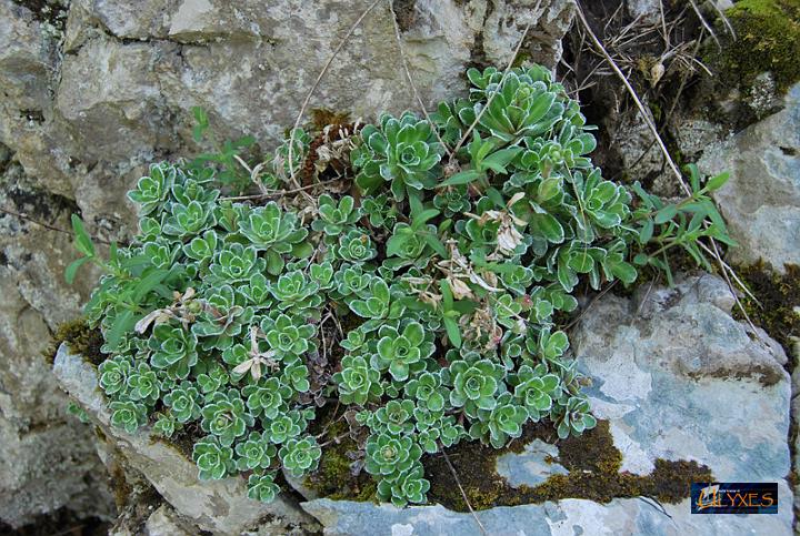 saxifraga.JPG