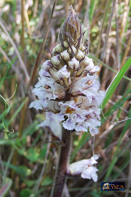 orobanche.JPG