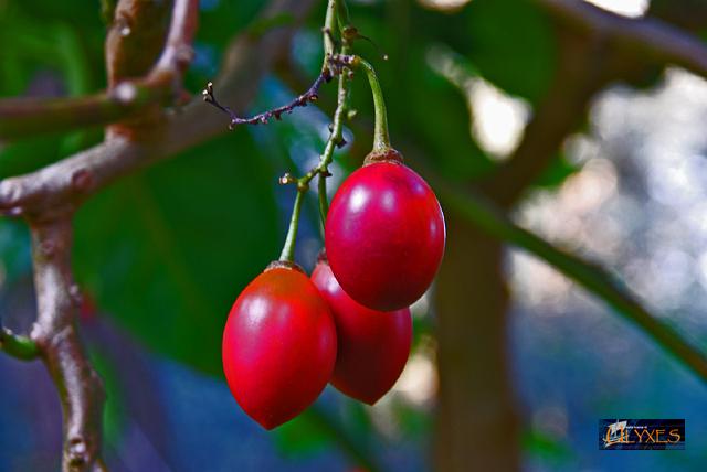 tamarillo.JPG