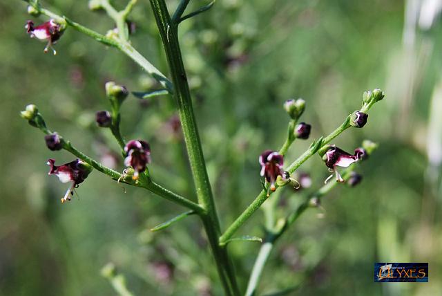 scrophularia.JPG