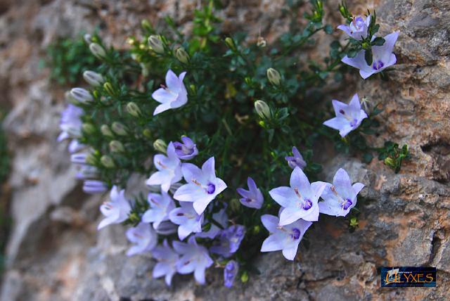 campanula.JPG